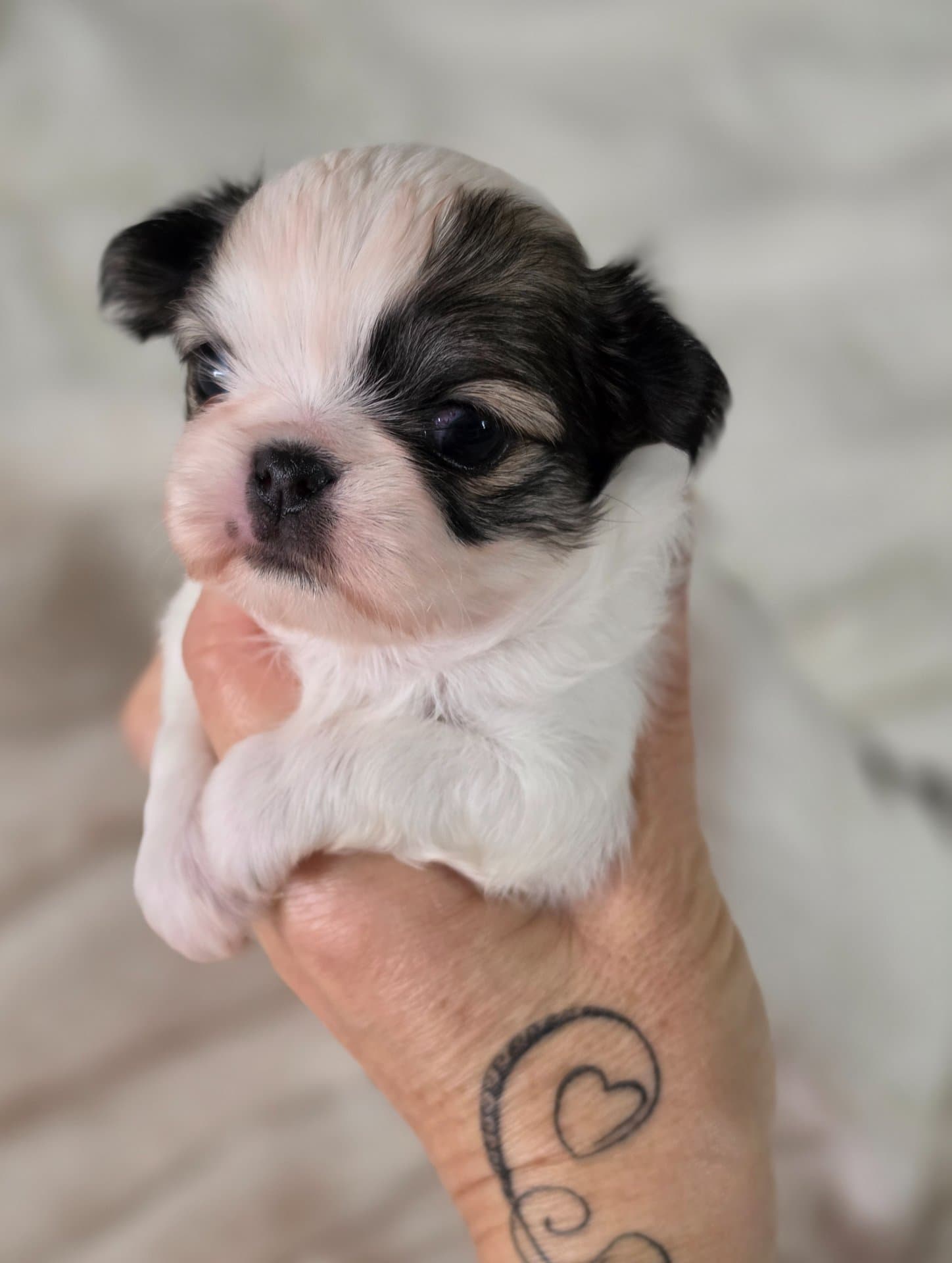 POMS CHICHI AMOR — photo