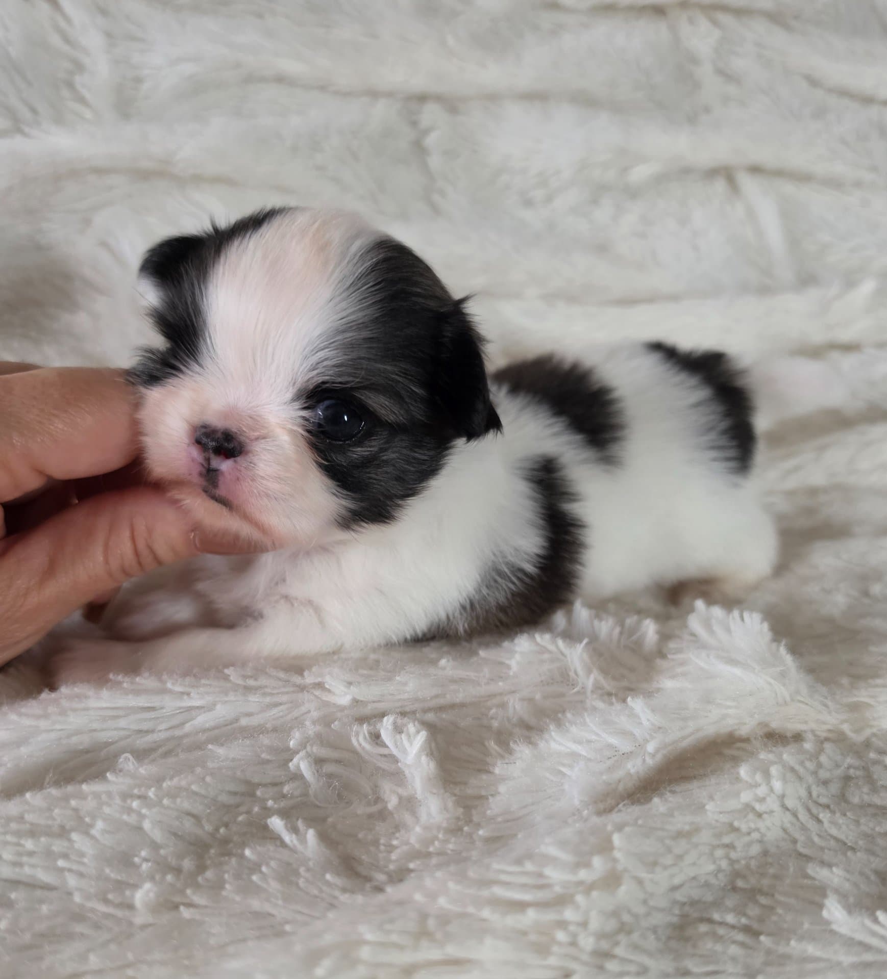 POMS CHICHI AMOR — photo