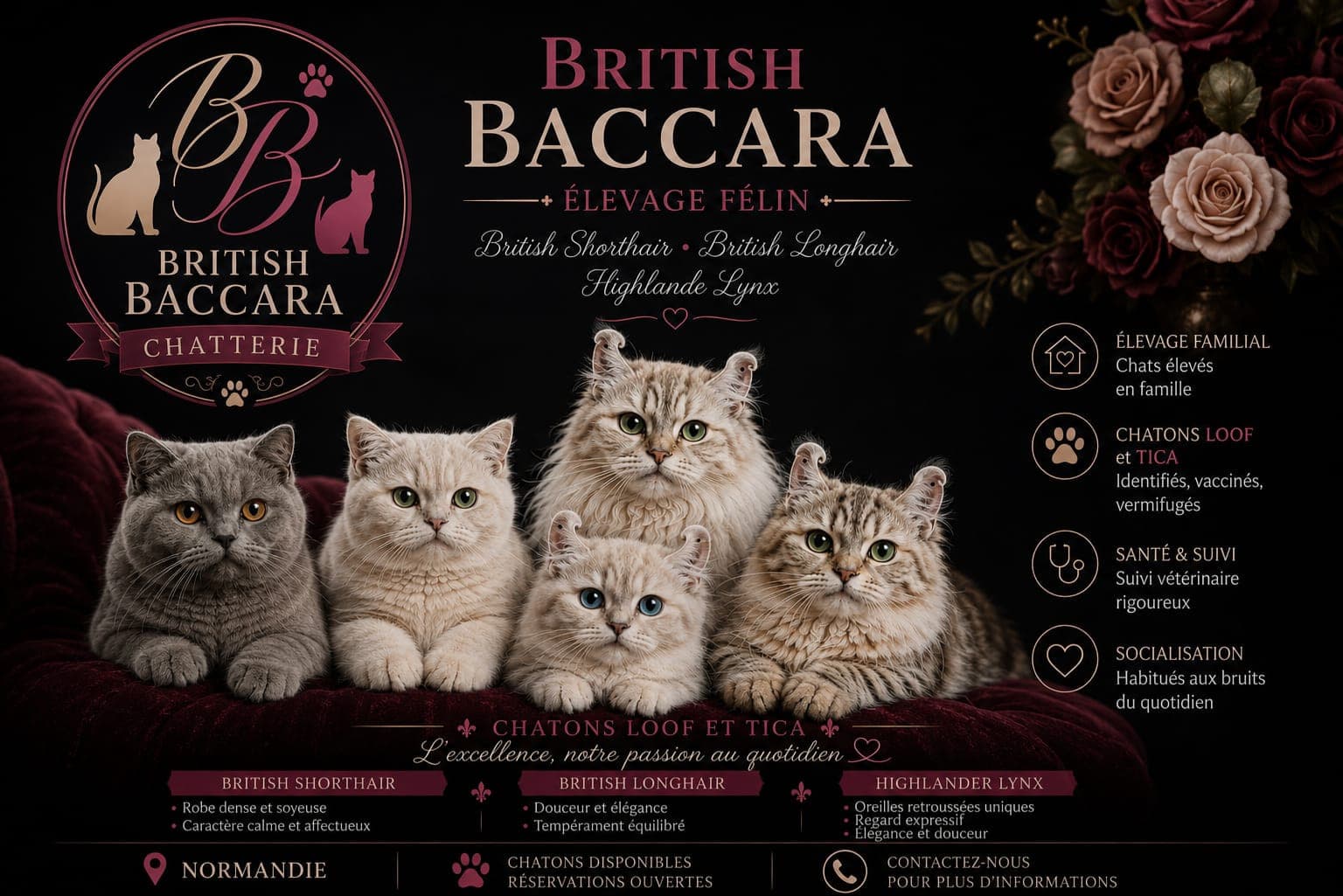British baccara & Gamairanlyce — notre élevage