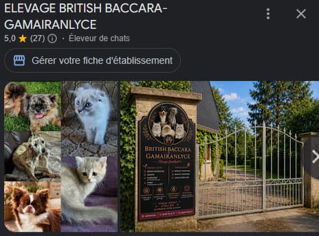 British baccara & Gamairanlyce — notre élevage